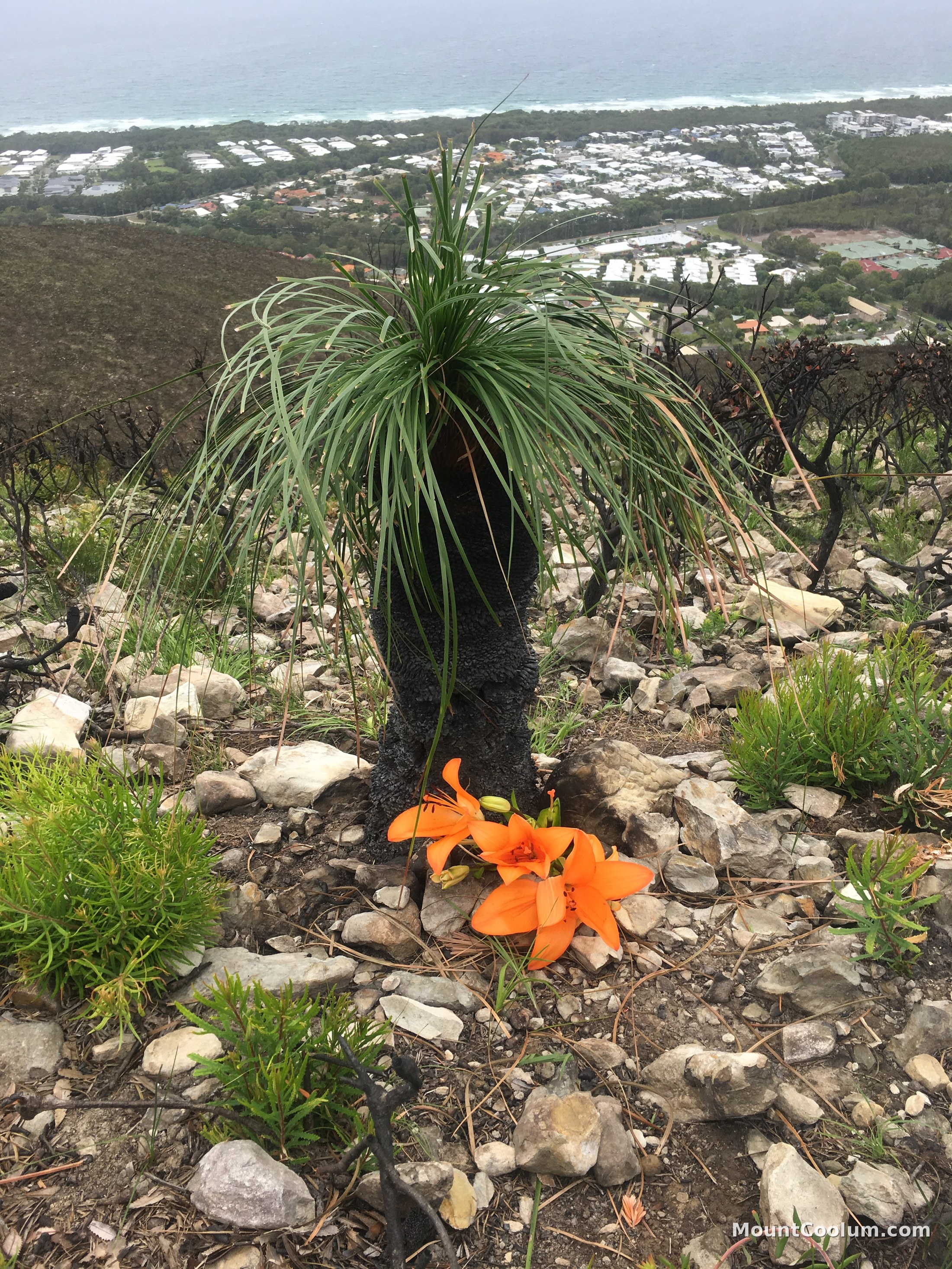 A grass tree and orange fire lily flowers growing on Mount Coolum's upper slopes after bushfire, with the coast visible below
